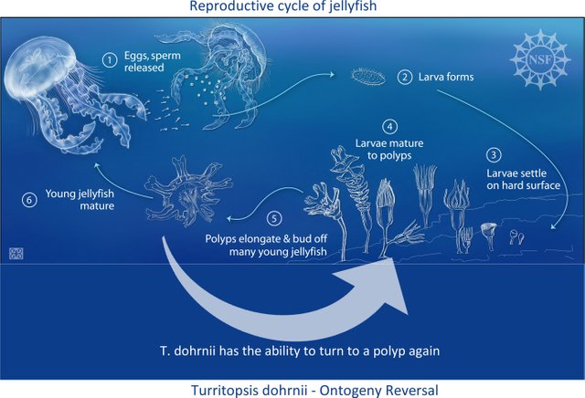 Aging In Reverse – Immortal Jellyfish — Steemit